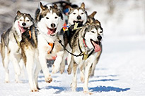 Optionel - Excursion active d'une journée avec huskies
