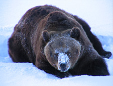 Dans le Parc Ranua Wildlife vous pouvez rencontrer tous les animaux qui vivent en Laponie, comme des ours