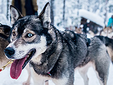 Les chiens huskies si sympathiques vous accueillent par des aboiements enthousiastes