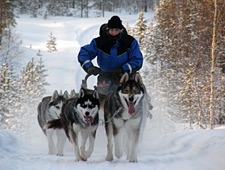 Départ pour un safari avec des huskys dans le magnifique parc national de Riisitunturi