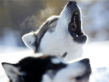 Lors de la visite d'un élevage de huskys, vous rencontrerez les chiens hurlants