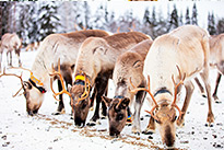 Excursion facultative - Randonnée en raquettes vers la magnifique montagne de Valtavaara