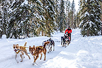 Excursions facultatif - Excursion d'une journée avec des huskies