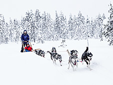 Na een korte instructieles kan de huskysafari van start gaan